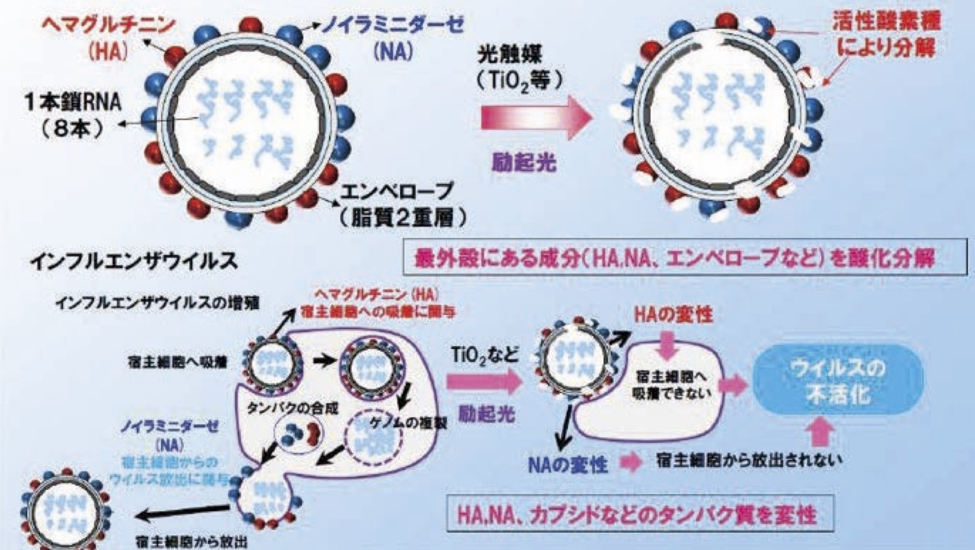 ウィルス耐性について